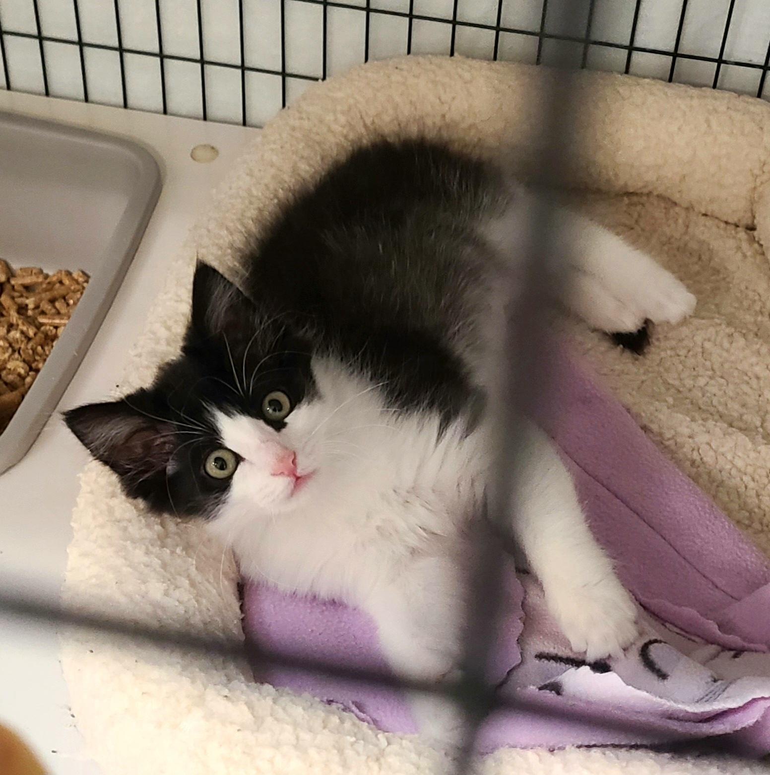 The Boat Babies, a ADOPTABLE Domestic Medium Hair in Kirkland, WA image 2/5