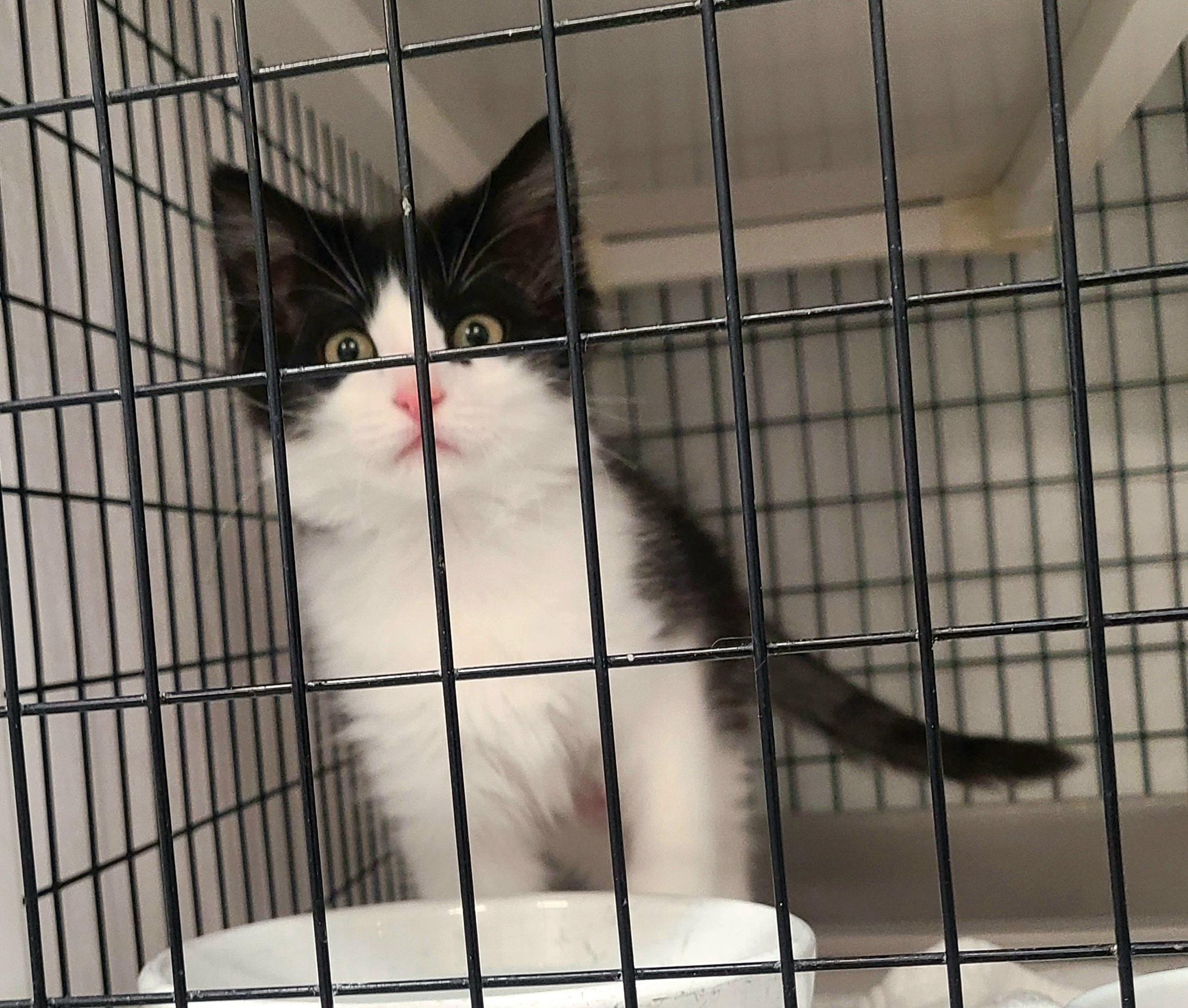 The Boat Babies, a ADOPTABLE Domestic Medium Hair in Kirkland, WA image 5/5