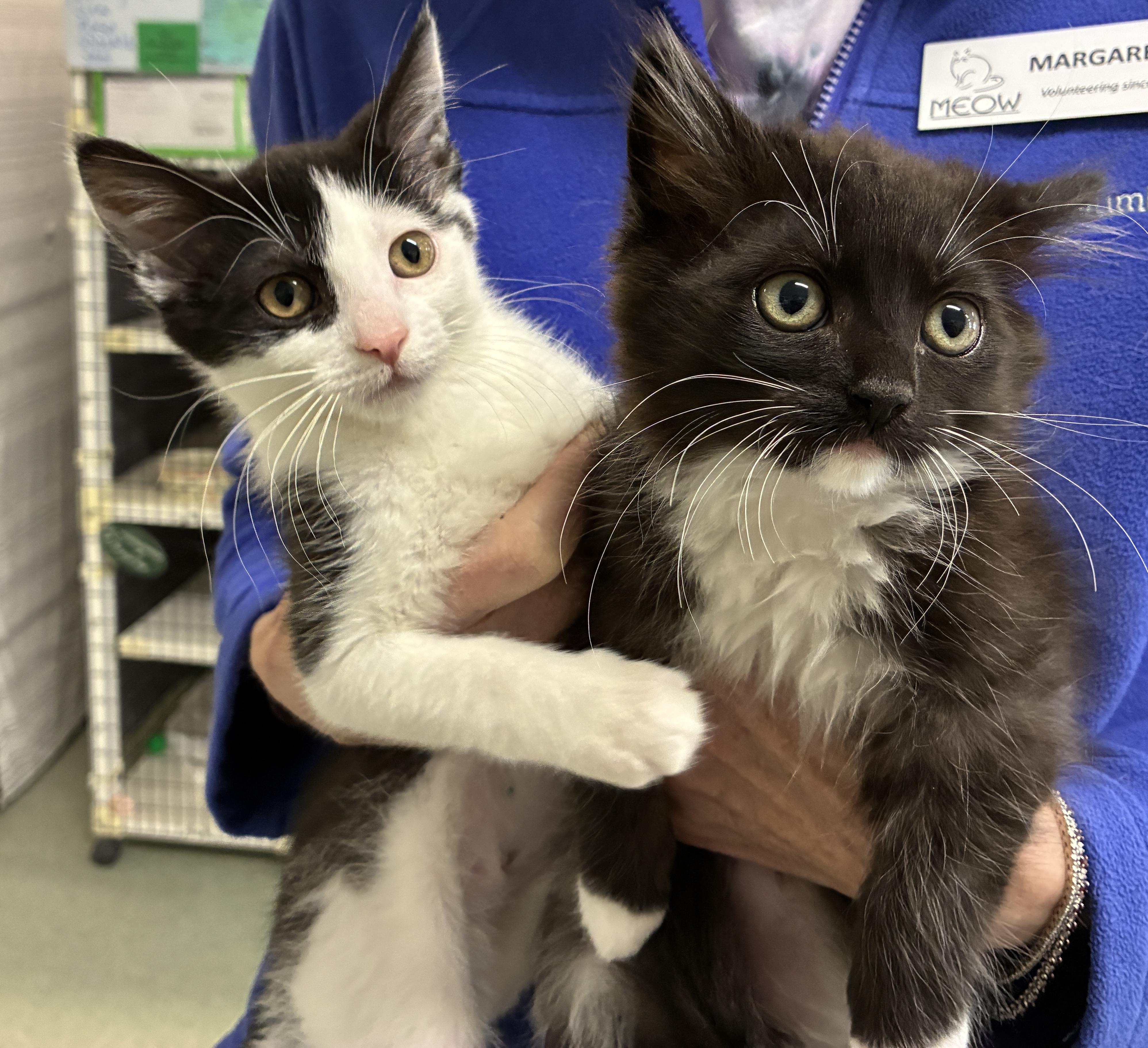 The Boat Babies (Sea Goddess & Little Mermaid), ADOPTABLE, Kitten Female Domestic Medium Hair.