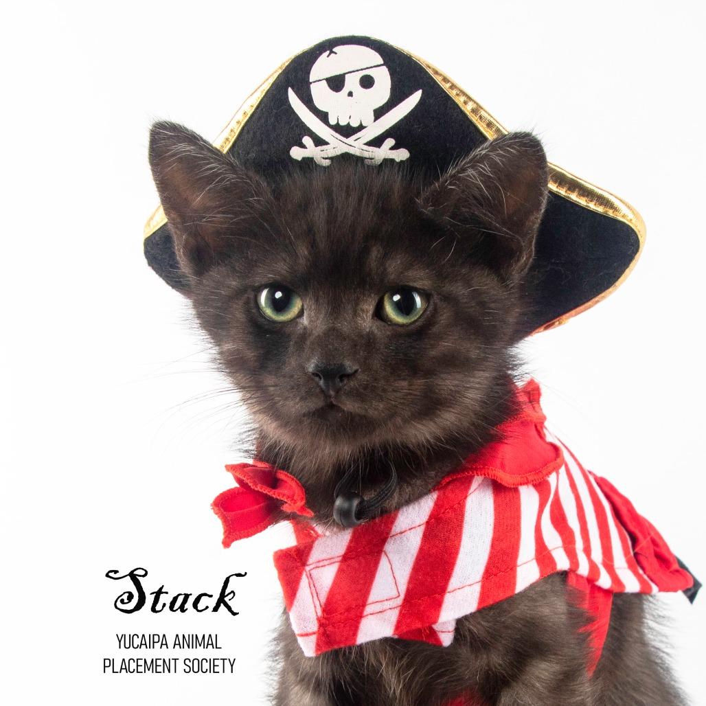 Stack, Adoptable, Kitten Female Domestic Medium Hair.