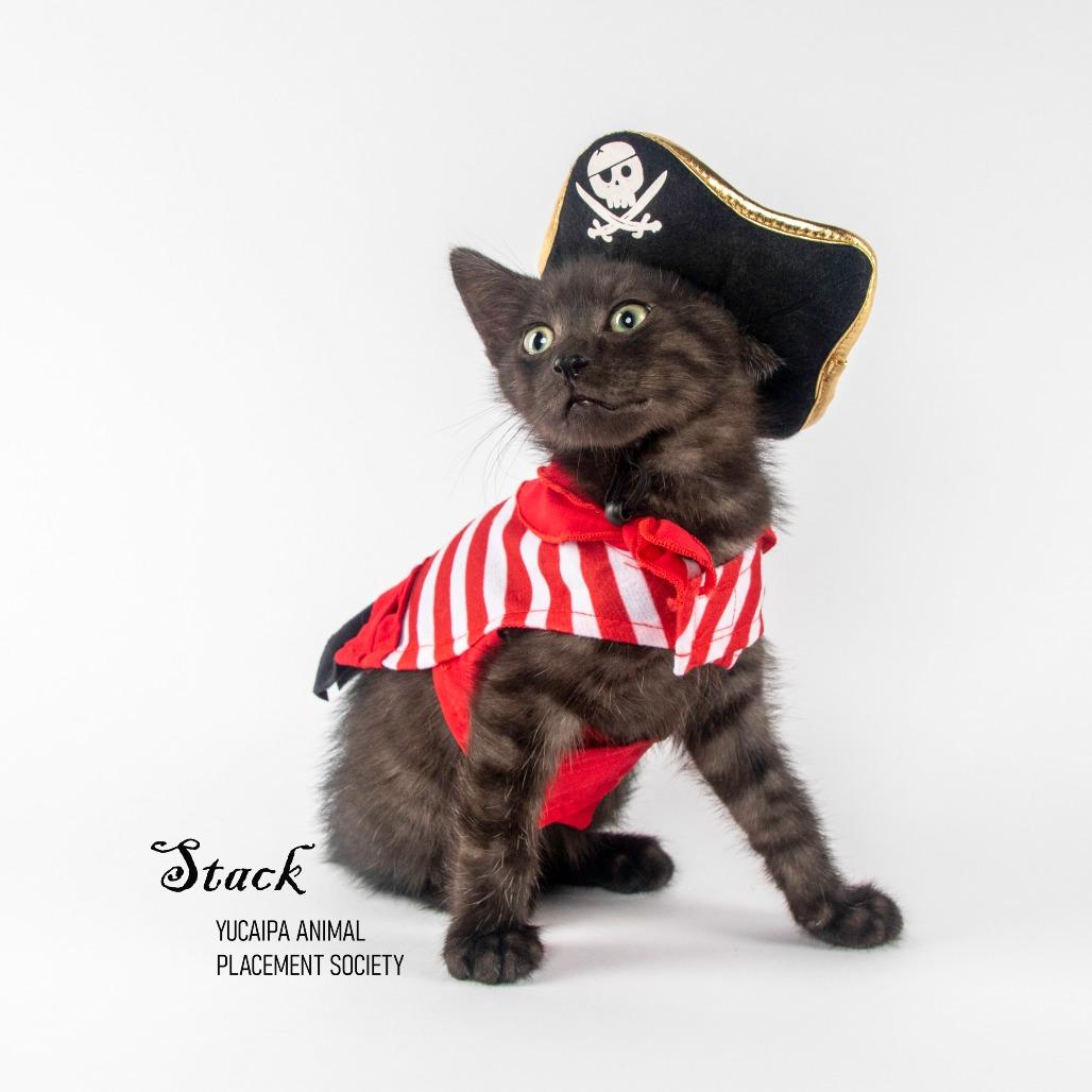 Stack, Adoptable, Kitten Female Domestic Medium Hair.