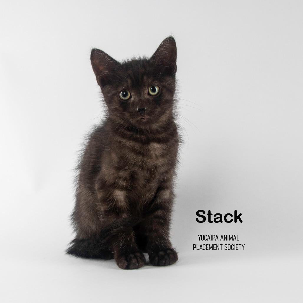 Stack, a Adoptable Domestic Medium Hair in Yucaipa, CA image 3/5