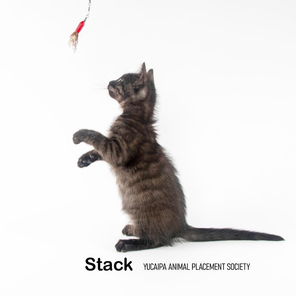 Stack, a Adoptable Domestic Medium Hair in Yucaipa, CA image 4/5