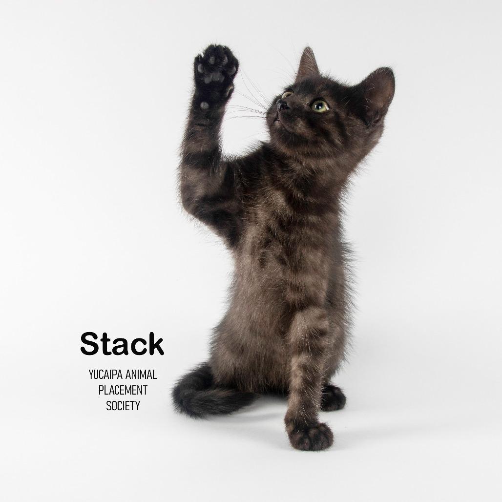 Stack, a Adoptable Domestic Medium Hair in Yucaipa, CA image 5/5