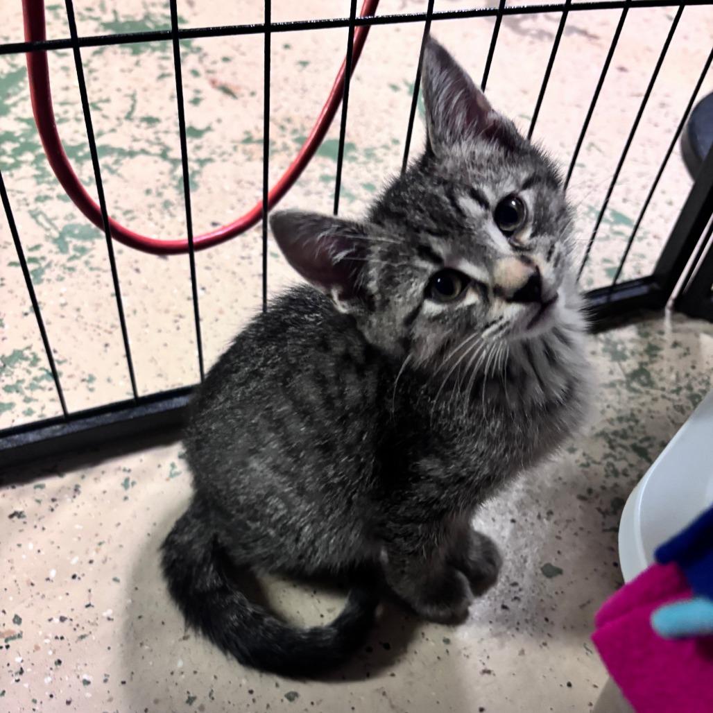 Woody C12663, Adoptable, Kitten Male Domestic Short Hair.