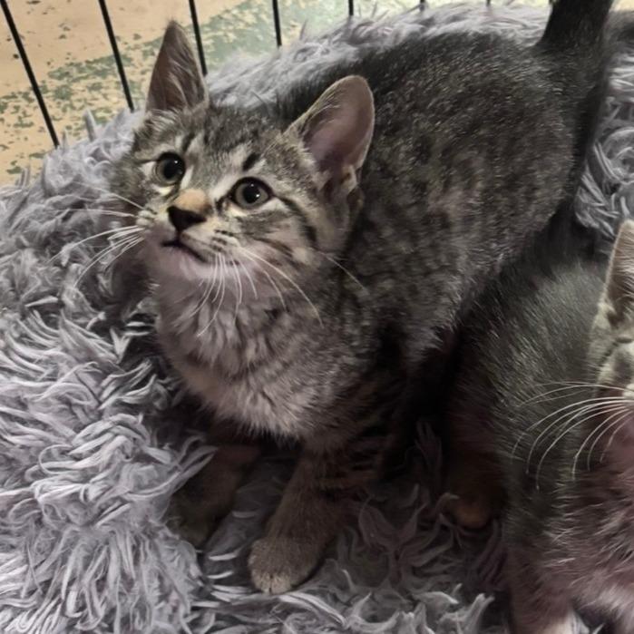 Enlarge Woody C12663, a Adoptable Domestic Short Hair in Woodbury, MN image 2/3