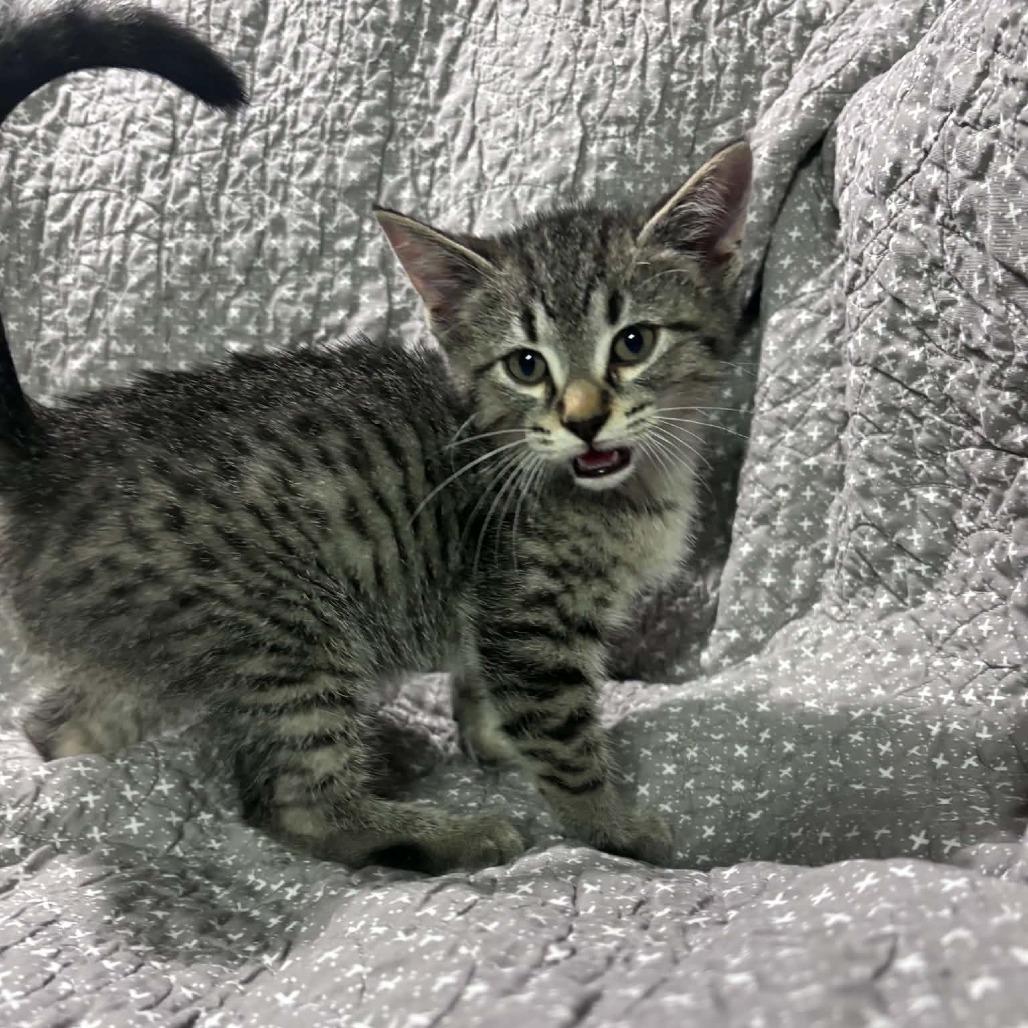 Enlarge Woody C12663, a Adoptable Domestic Short Hair in Woodbury, MN image 3/3