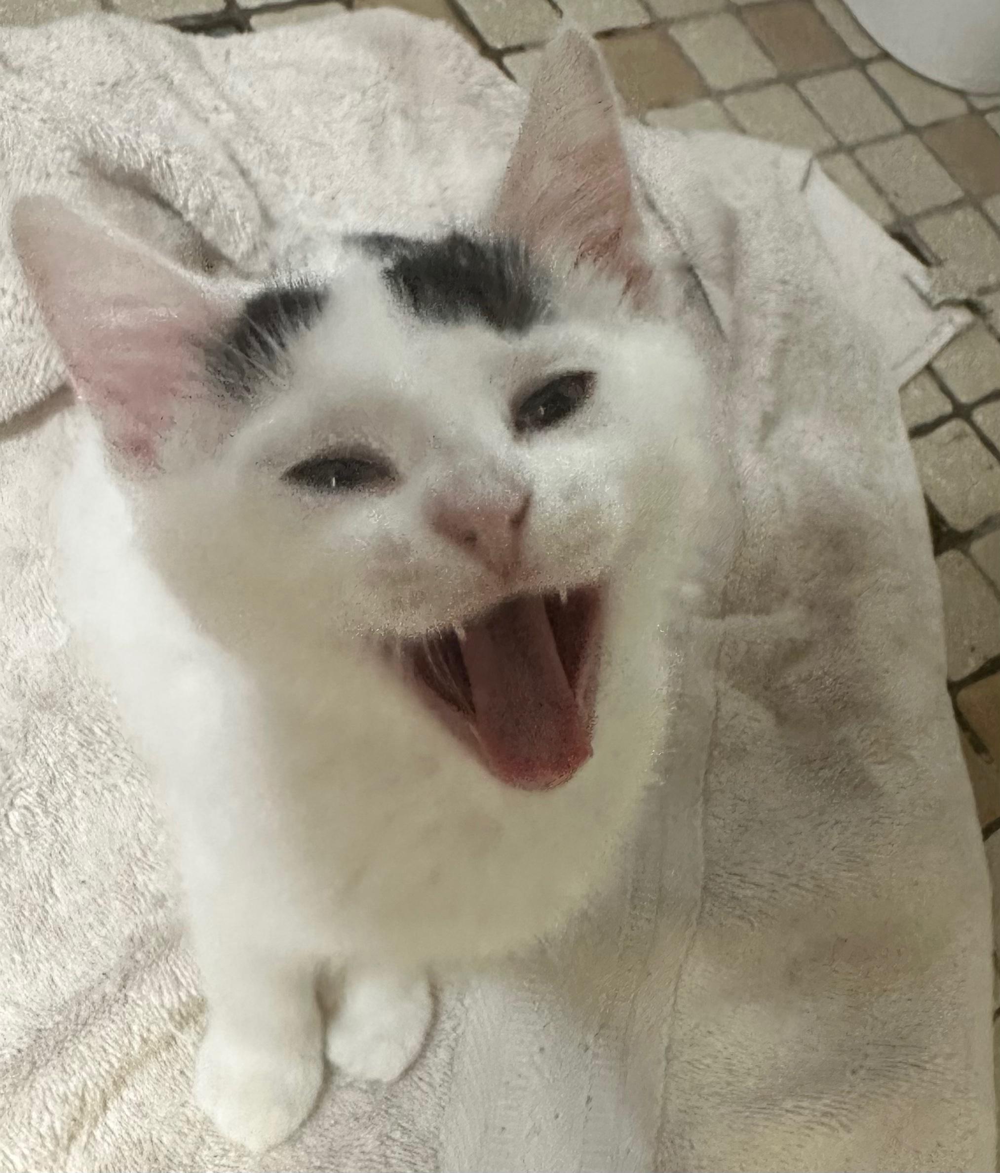 Key Fob, a ADOPTABLE Domestic Short Hair in West Saint Paul, MN image 2/5