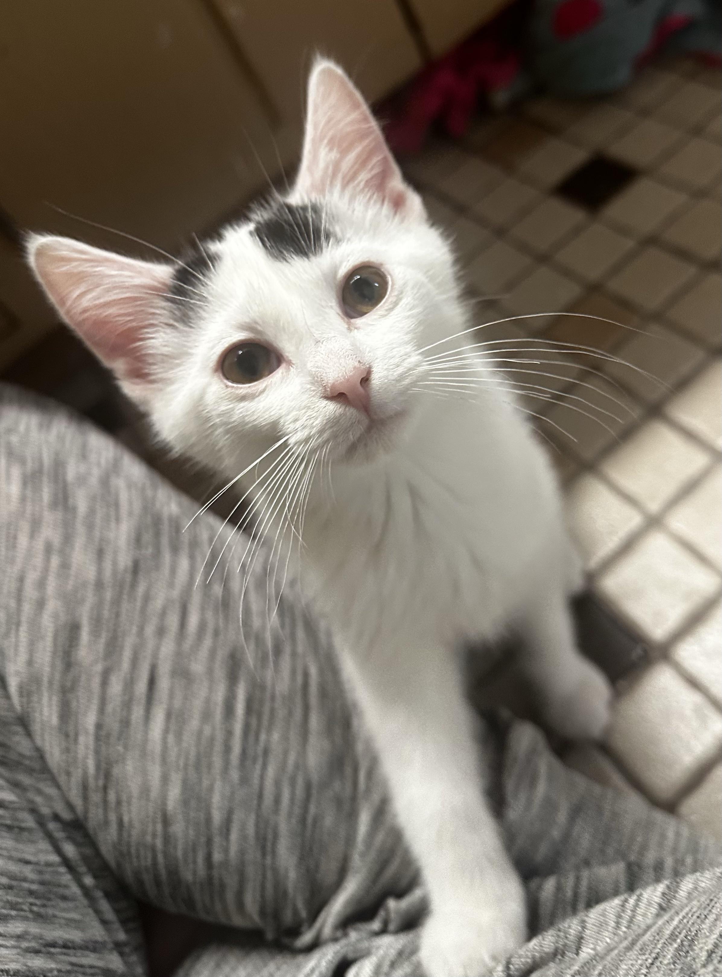 Key Fob, a ADOPTABLE Domestic Short Hair in West Saint Paul, MN image 4/5