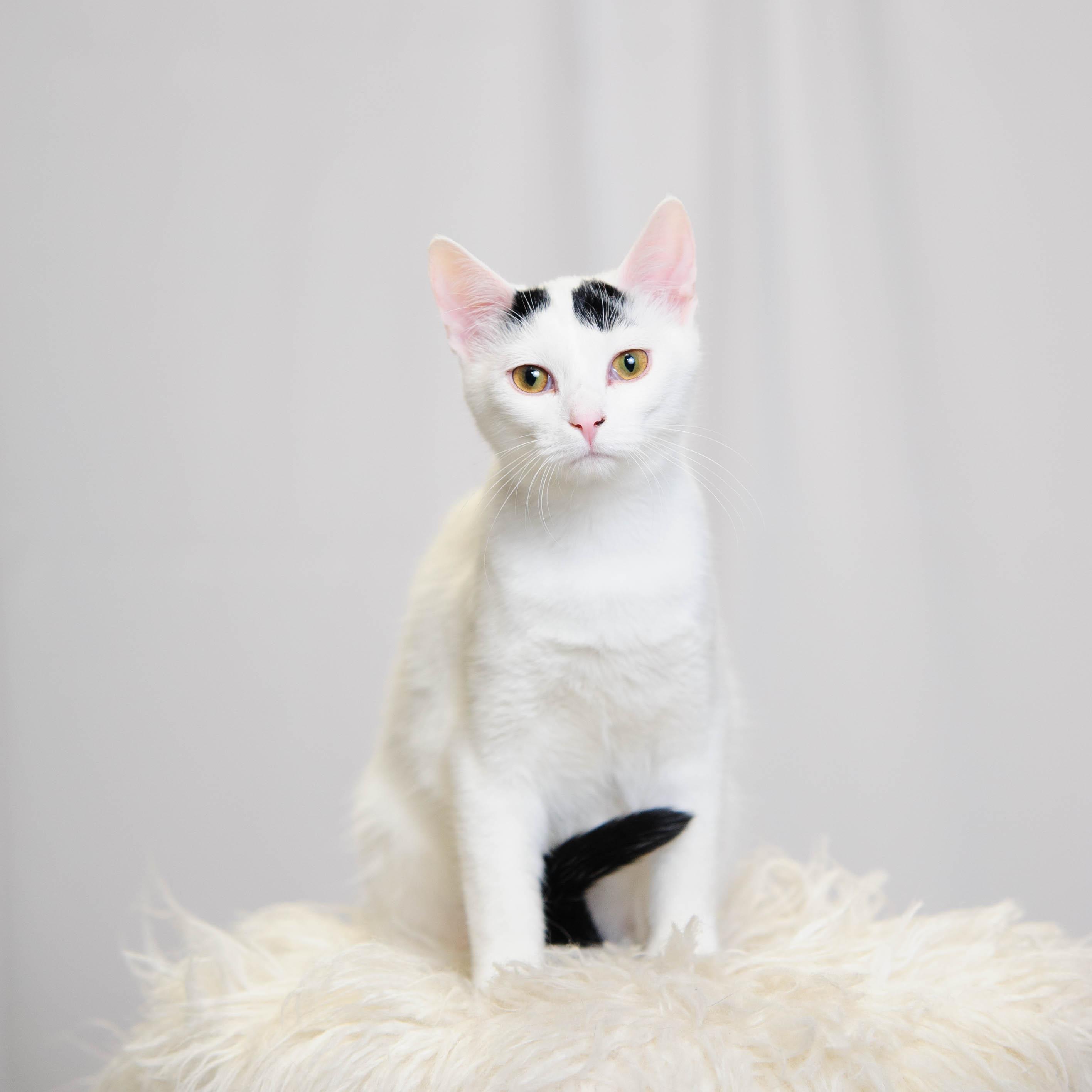 Enlarge Key Fob, a ADOPTABLE Domestic Short Hair in West Saint Paul, MN image 1/5