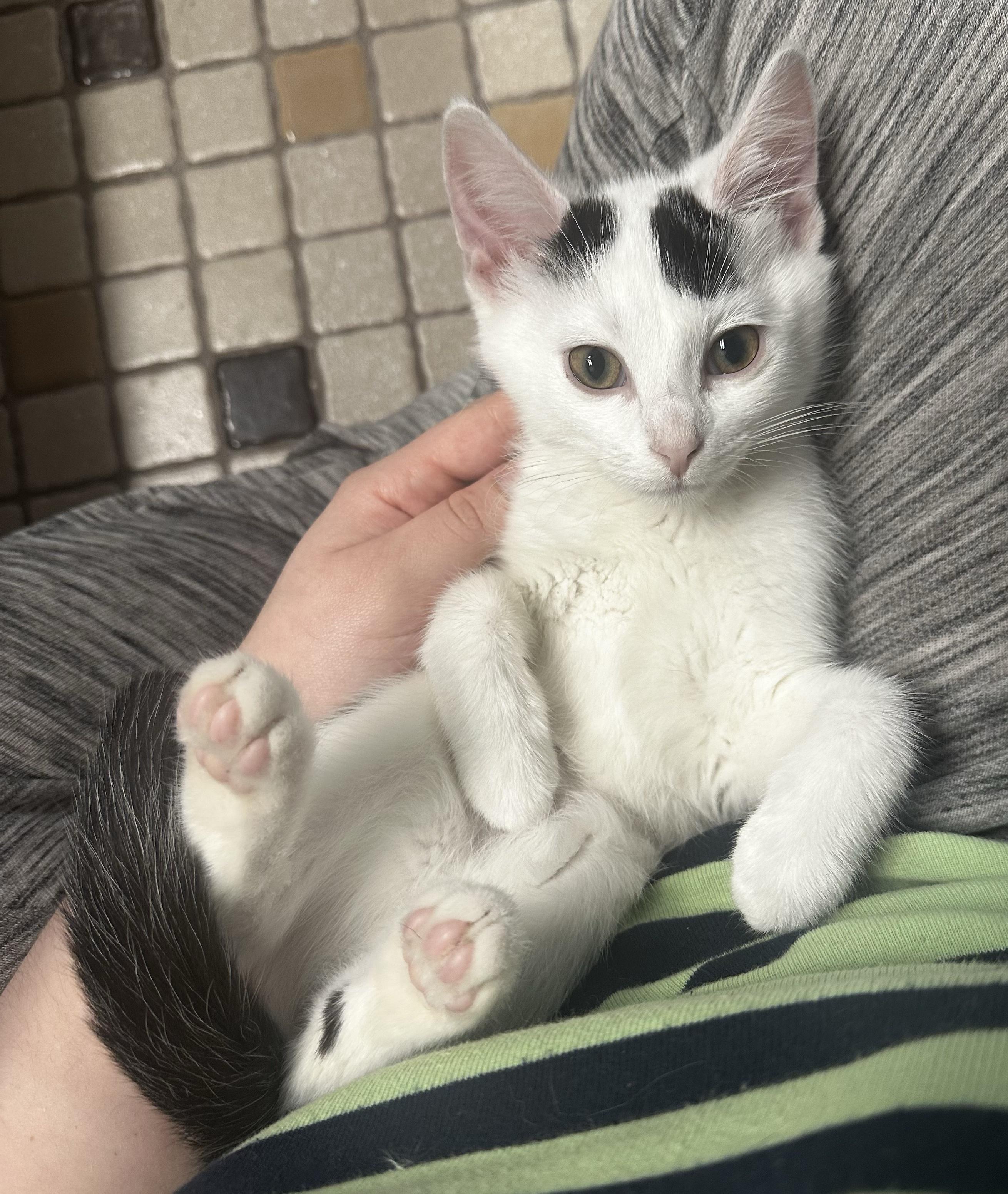Key Fob, ADOPTABLE, Kitten Female Domestic Short Hair.