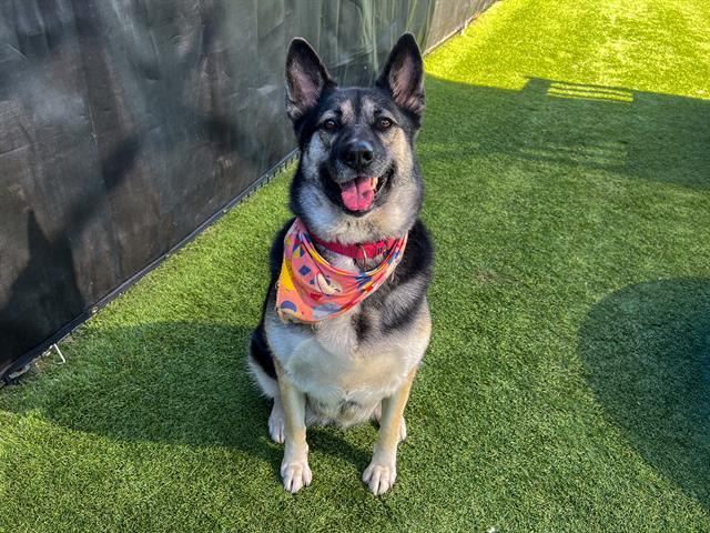 TESSA, Adoptable, Adult Female German Shepherd Dog & Siberian Husky.