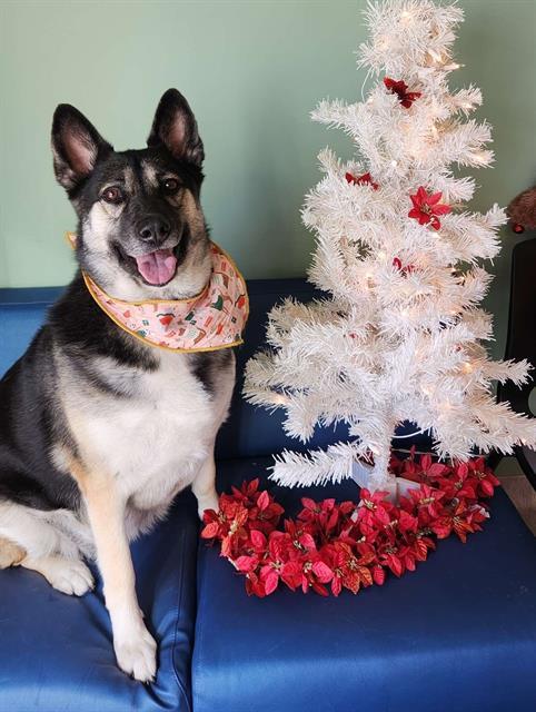 TESSA, Adoptable, Adult Female German Shepherd Dog & Siberian Husky.