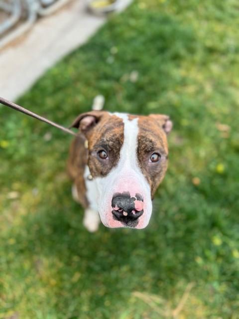 FROYO, Adoptable, Young Male Pit Bull Terrier.