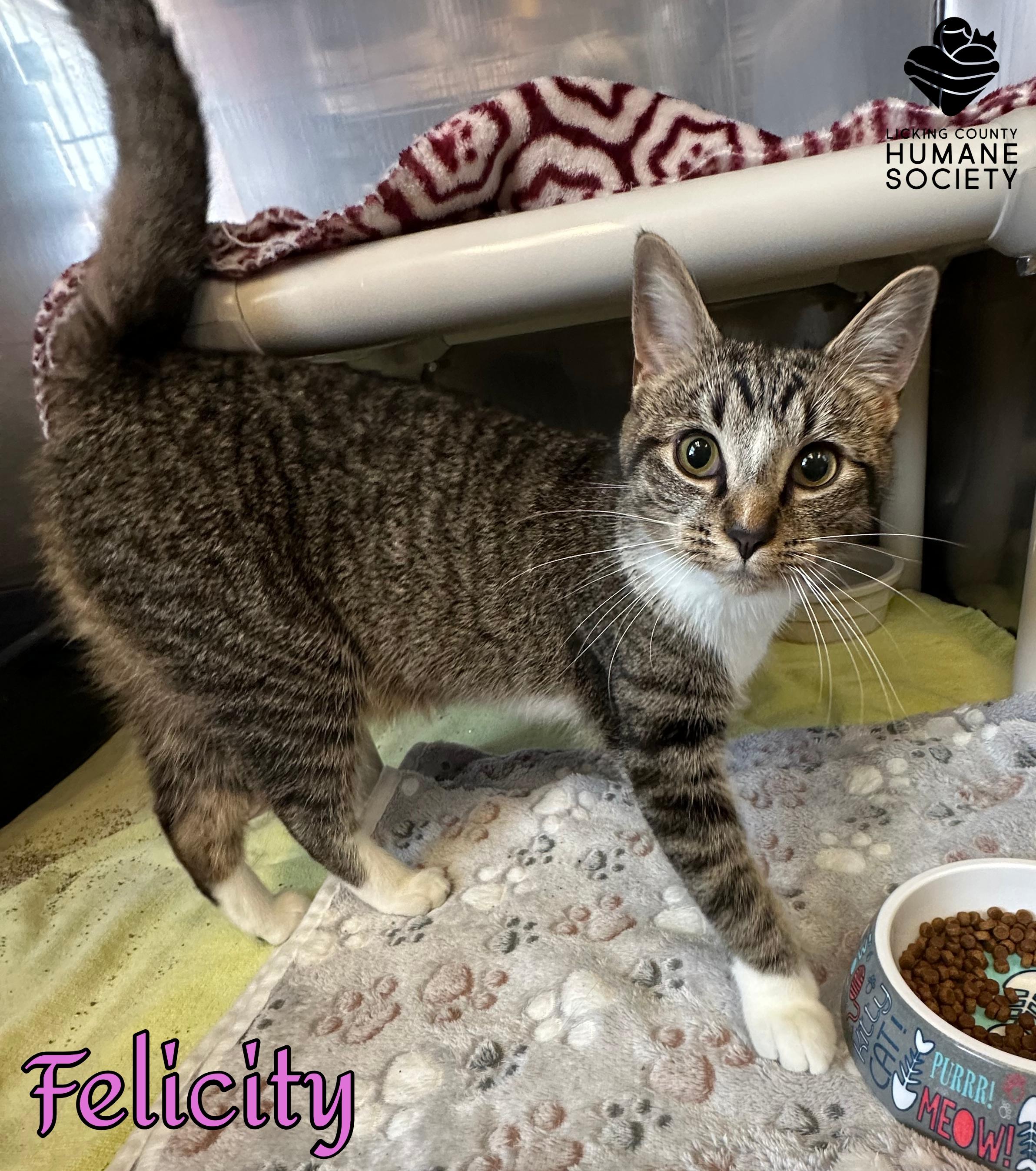 Felicity, Adoptable, Young Female Domestic Short Hair.