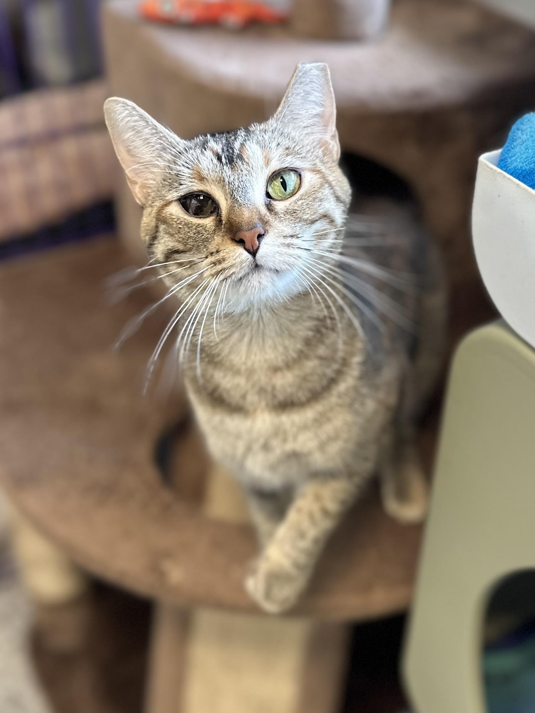 Patches, Adoptable, Young Female Torbie & Tabby.