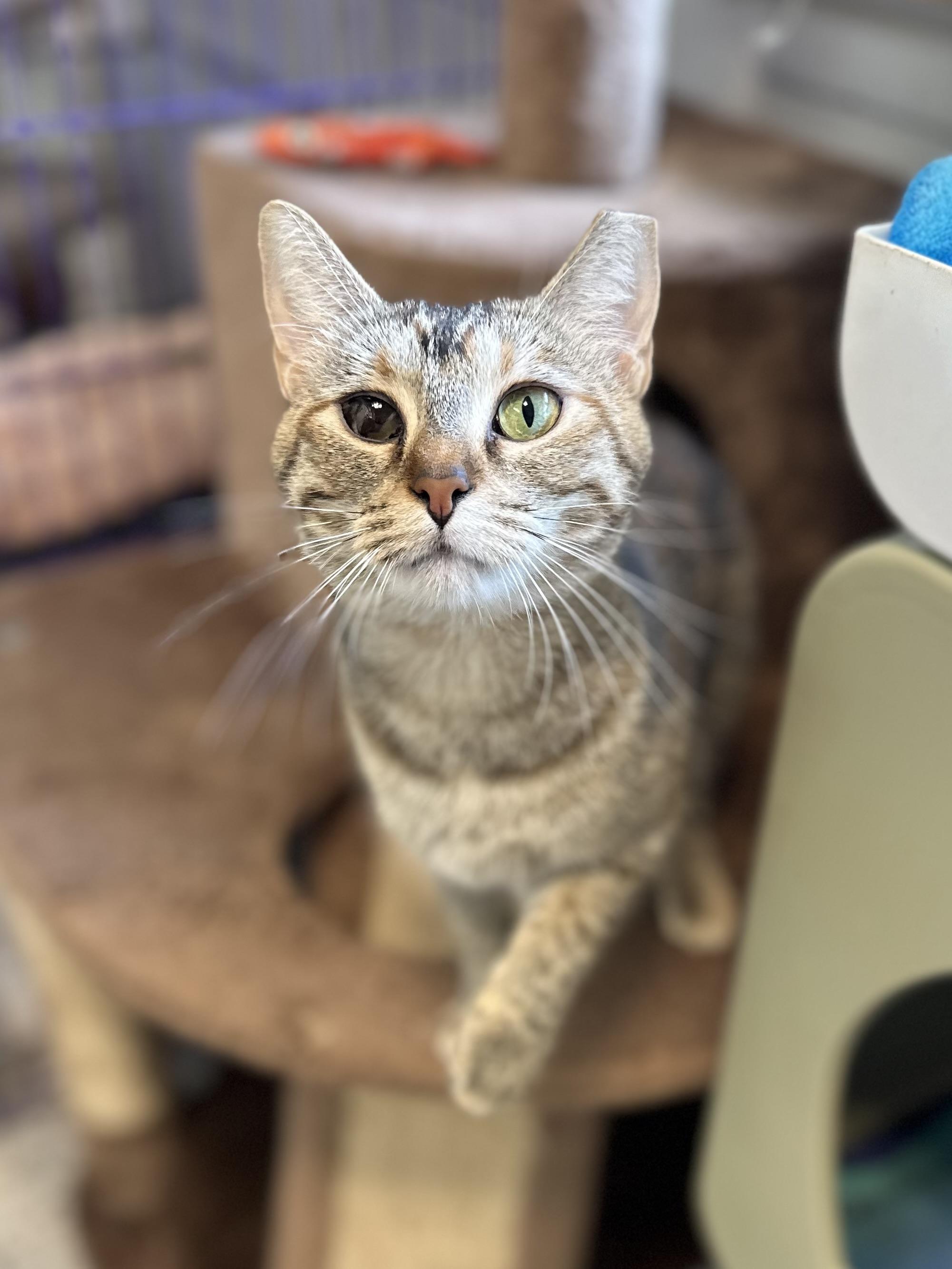 Patches, a Adoptable mixed breed in Chattanooga, TN image 6/6