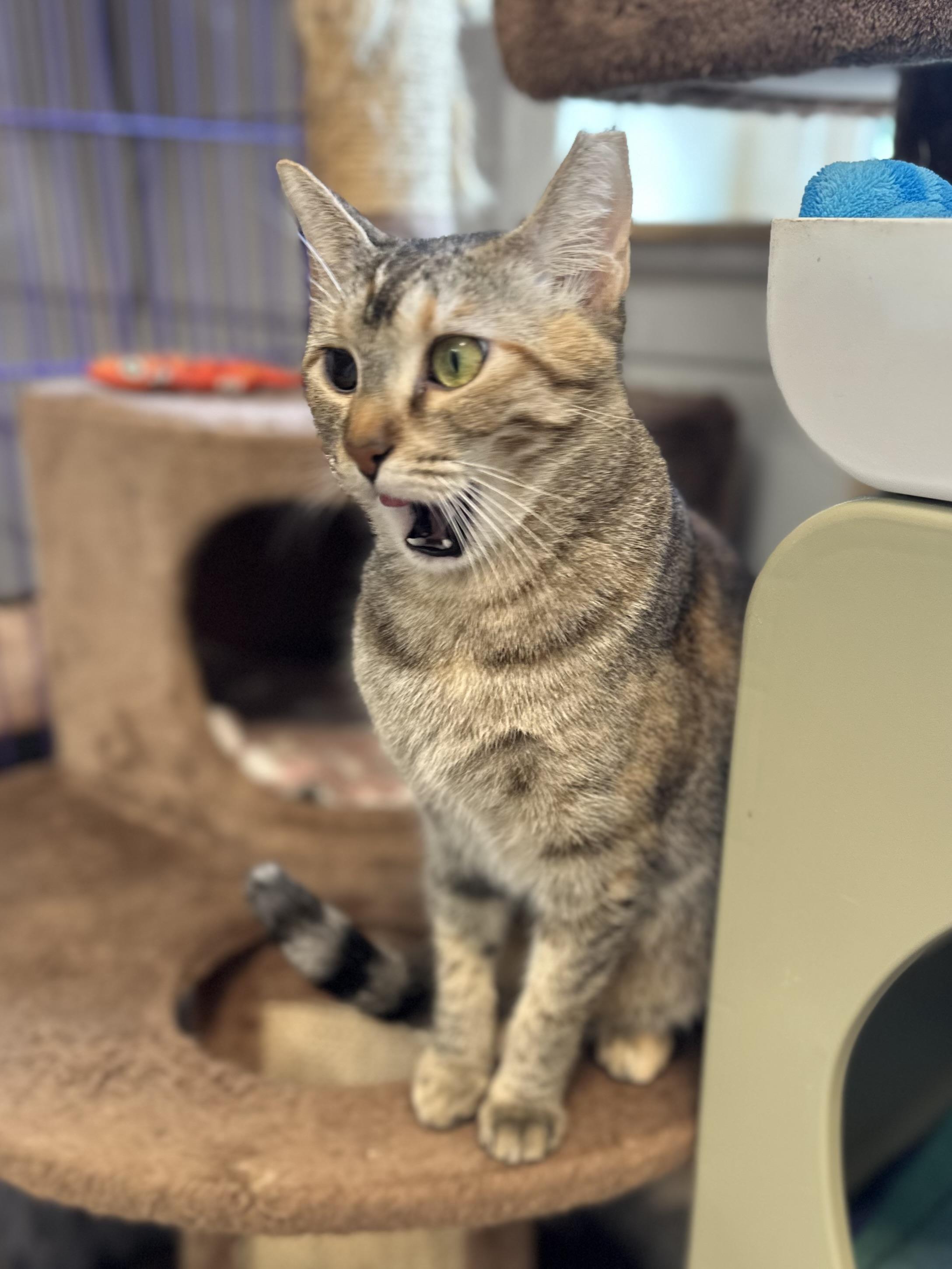 Patches, a Adoptable mixed breed in Chattanooga, TN image 5/6