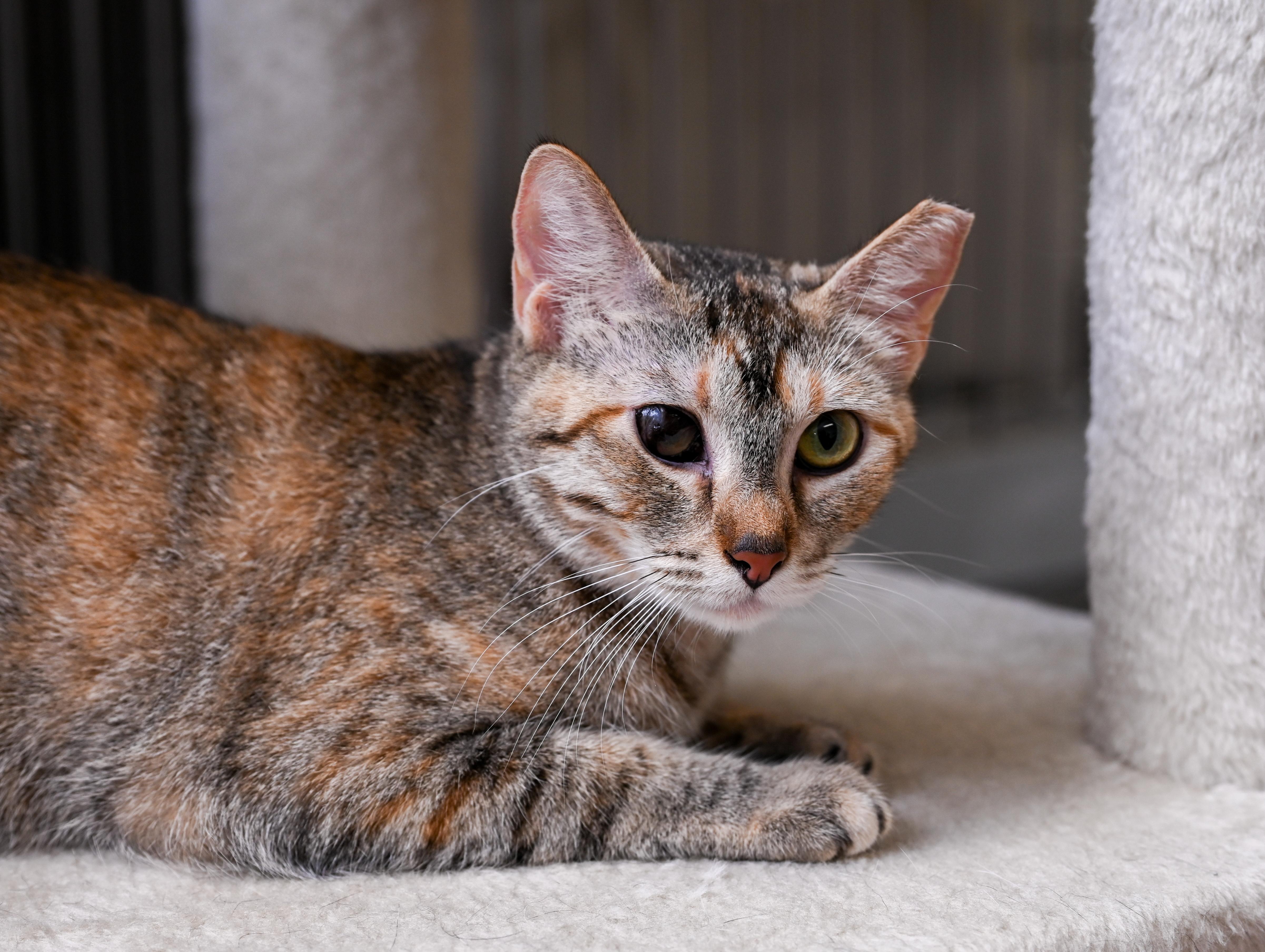 Patches, a Adoptable mixed breed in Chattanooga, TN image 3/6