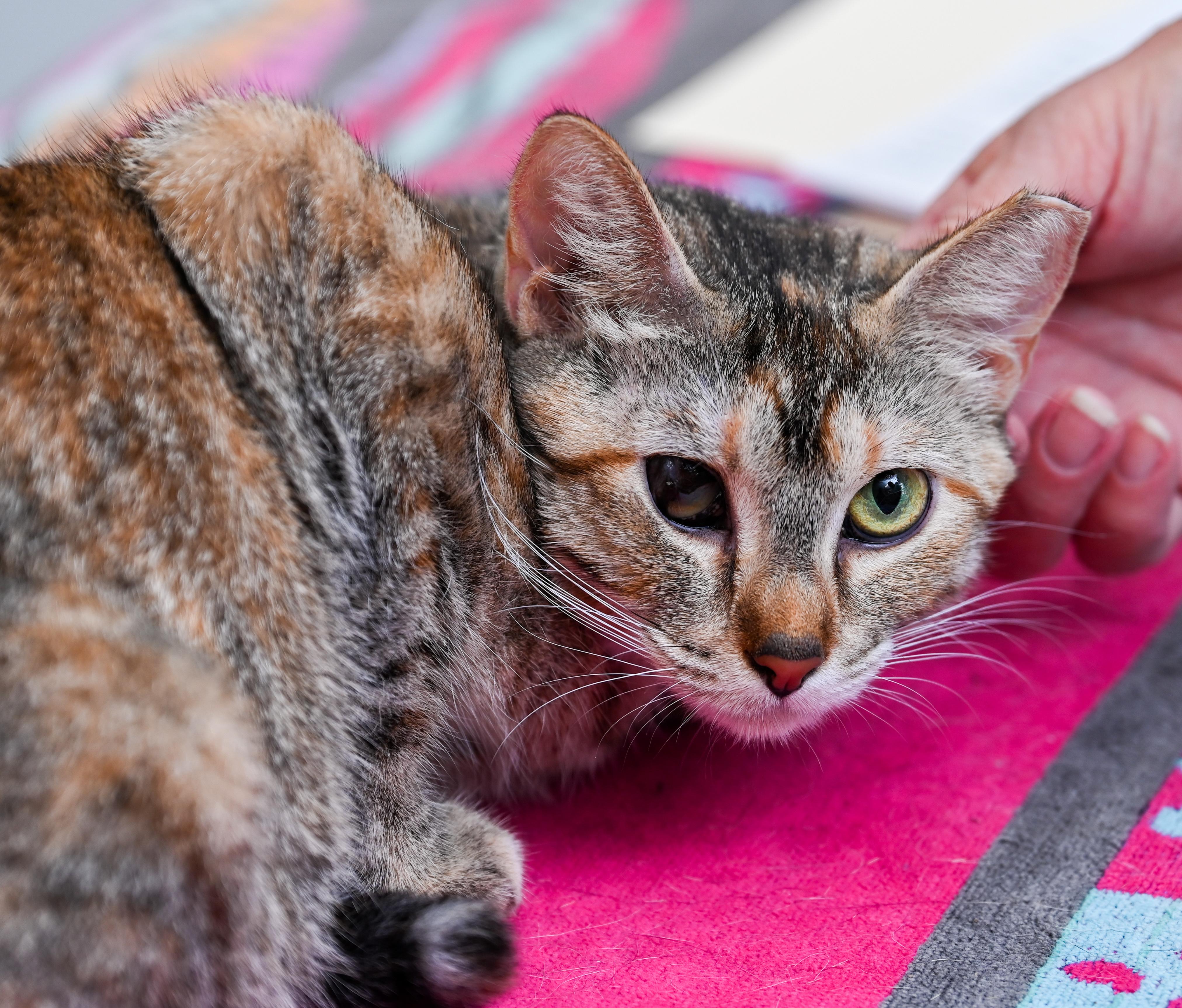 Patches, a Adoptable mixed breed in Chattanooga, TN image 4/6