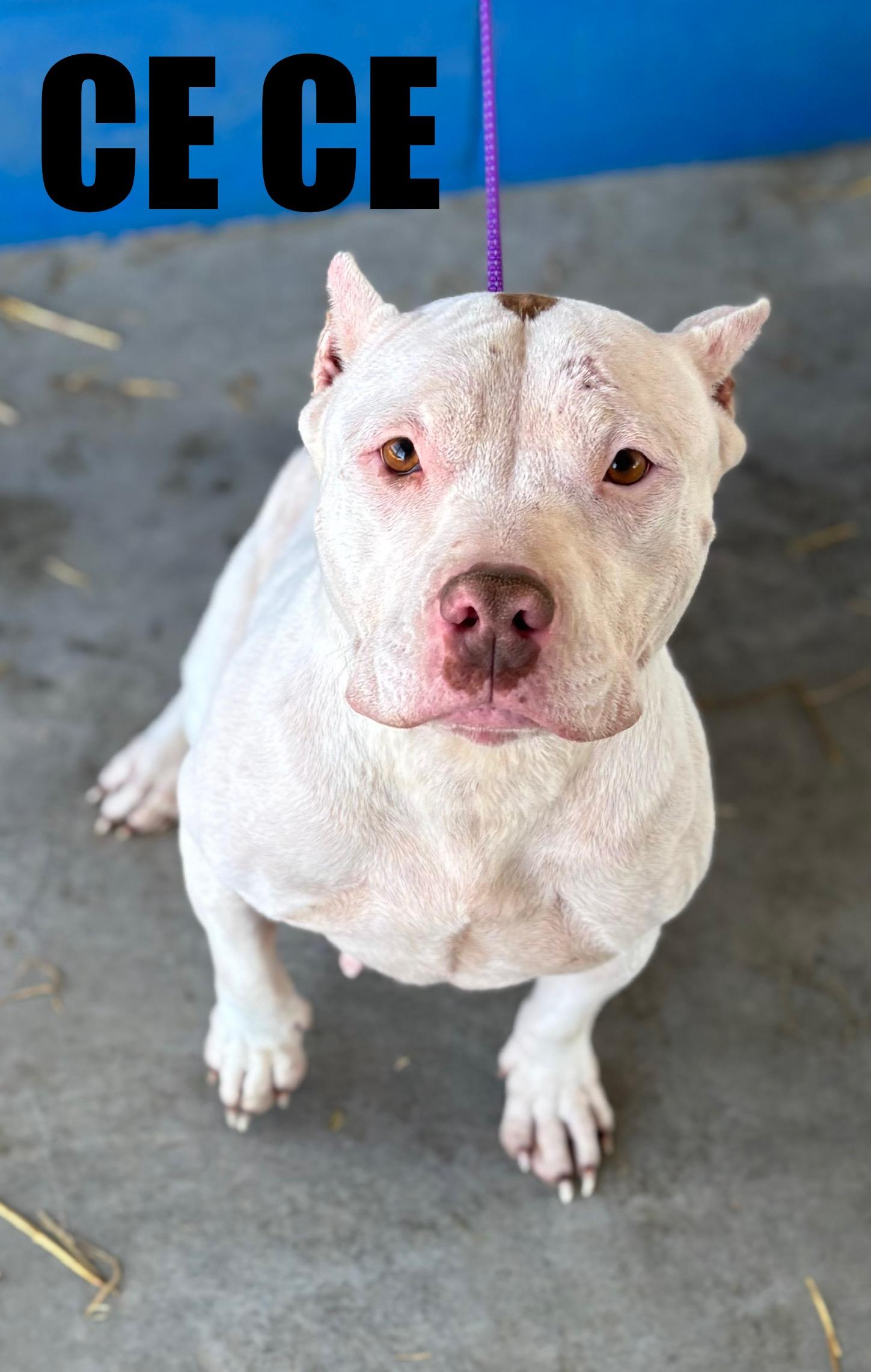 Enlarge Ce-Ce , a ADOPTABLE mixed breed in Snow Hill, NC image 1/1