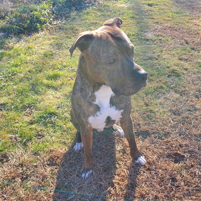 BRAD, Adoptable, Young Male Pit Bull Terrier.