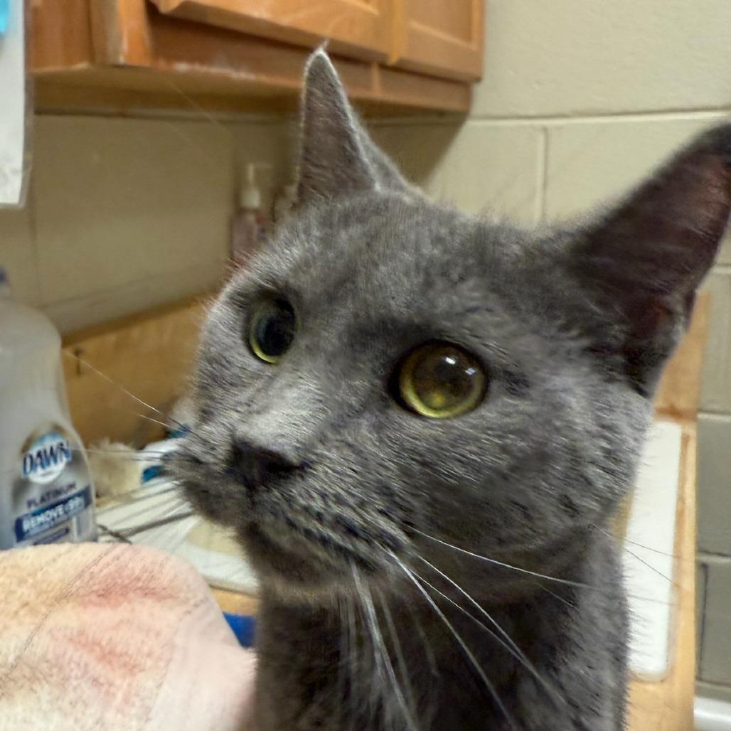 Enlarge Lila, a Adoptable Domestic Short Hair in Ruckersville, VA image 1/2