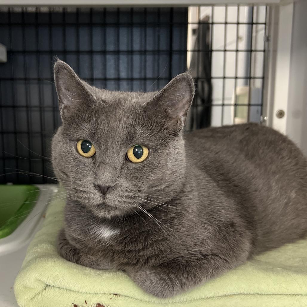 Enlarge Lila, a Adoptable Domestic Short Hair in Ruckersville, VA image 2/2