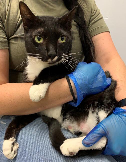 Enlarge Mr. Clean, a Adoptable Domestic Short Hair in St Petersburg, FL image 1/2