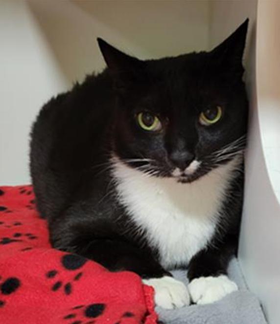 Enlarge Mr. Clean, a Adoptable Domestic Short Hair in St Petersburg, FL image 2/2