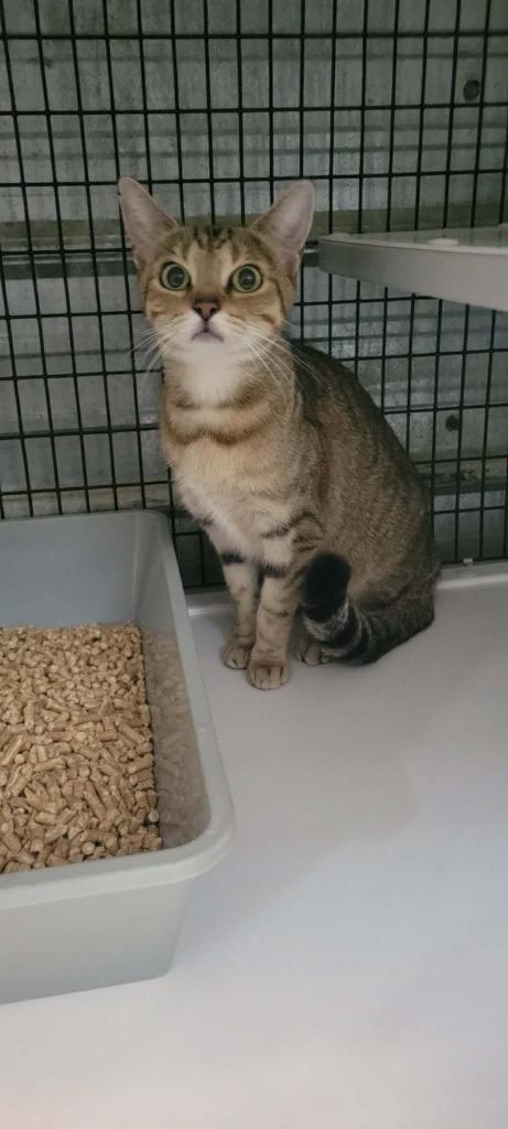 Enlarge Chai, a Adoptable mixed breed in Shelbyville, TN image 1/1