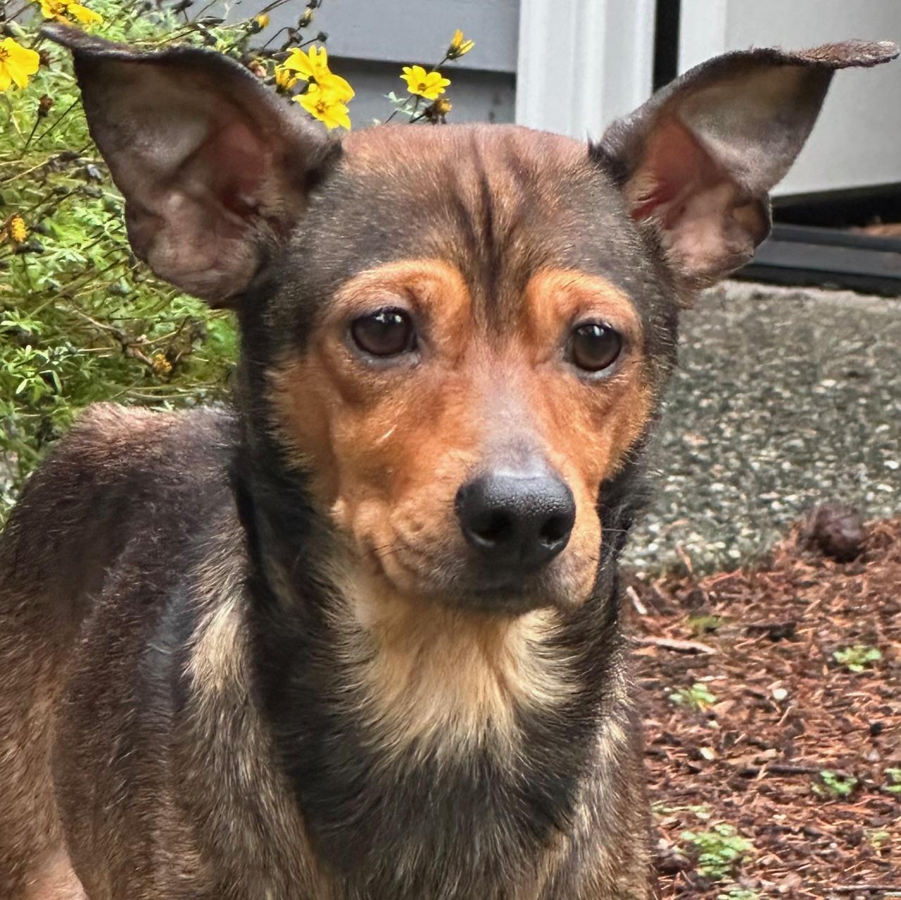 Enlarge Everett - Rescued from the brink!, an adopted Mixed Breed in Kirkland, WA image 1/5