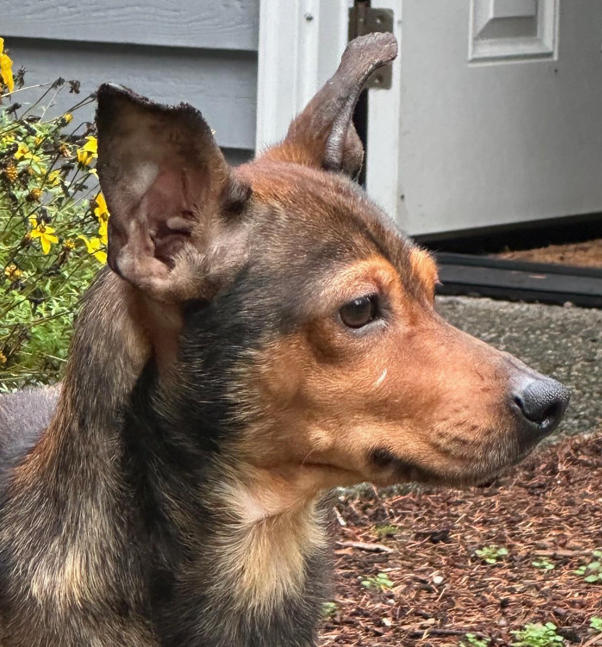 Enlarge Everett - Rescued from the brink!, an adopted Mixed Breed in Kirkland, WA image 2/5