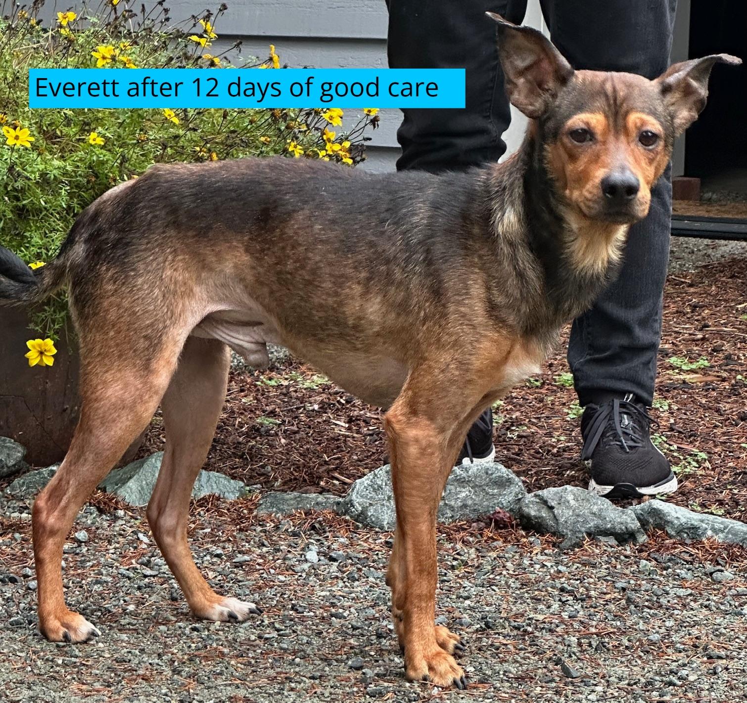 Enlarge Everett - Rescued from the brink!, an adopted Mixed Breed in Kirkland, WA image 4/5