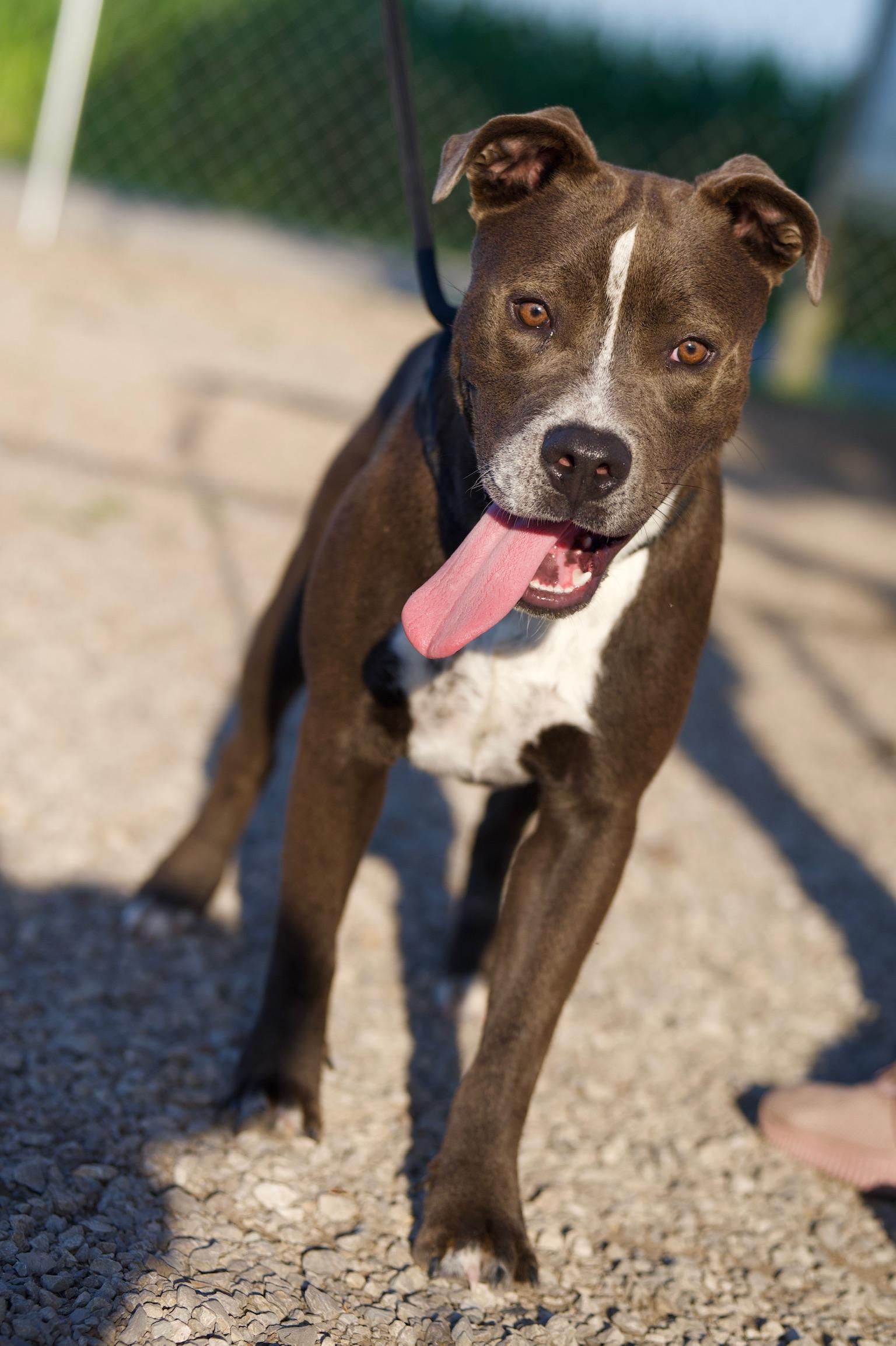 Enlarge Humbug, a Adoptable mixed breed in Hiawatha, KS image 4/5