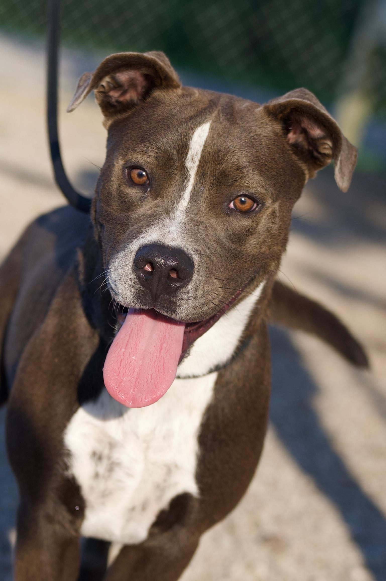 Enlarge Humbug, a Adoptable mixed breed in Hiawatha, KS image 3/5