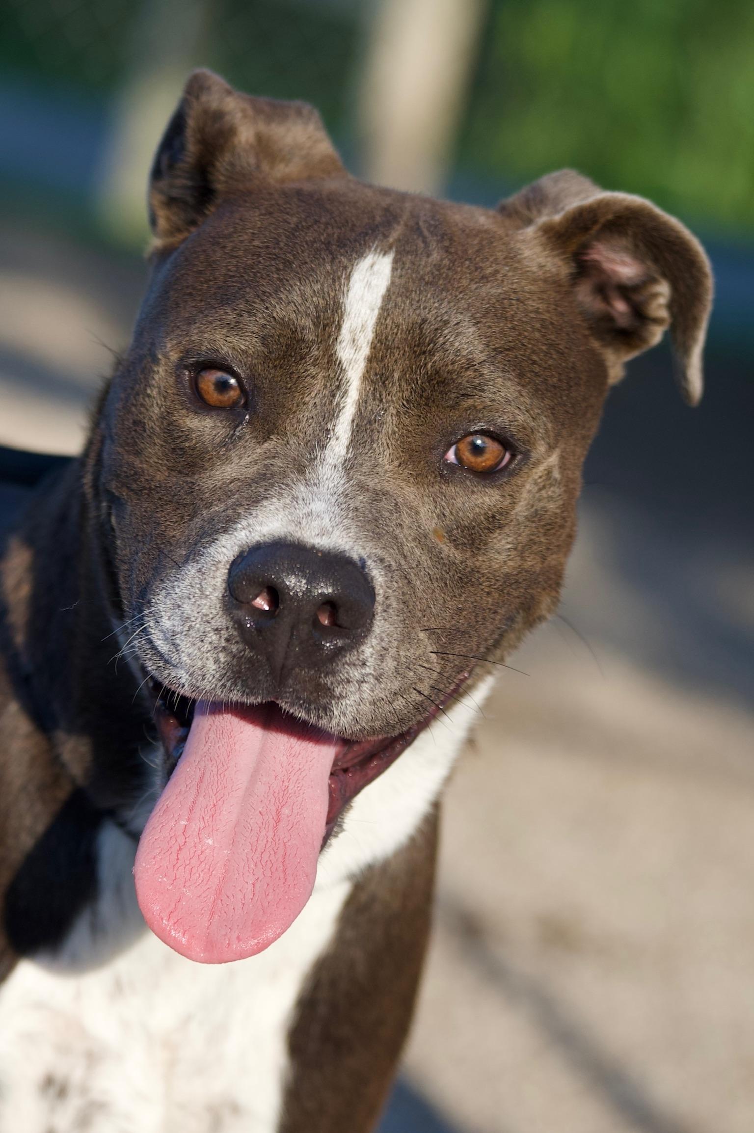 Enlarge Humbug, a Adoptable mixed breed in Hiawatha, KS image 2/5