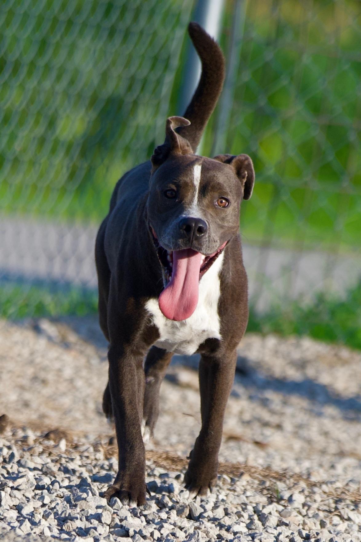 Enlarge Humbug, a Adoptable mixed breed in Hiawatha, KS image 1/5
