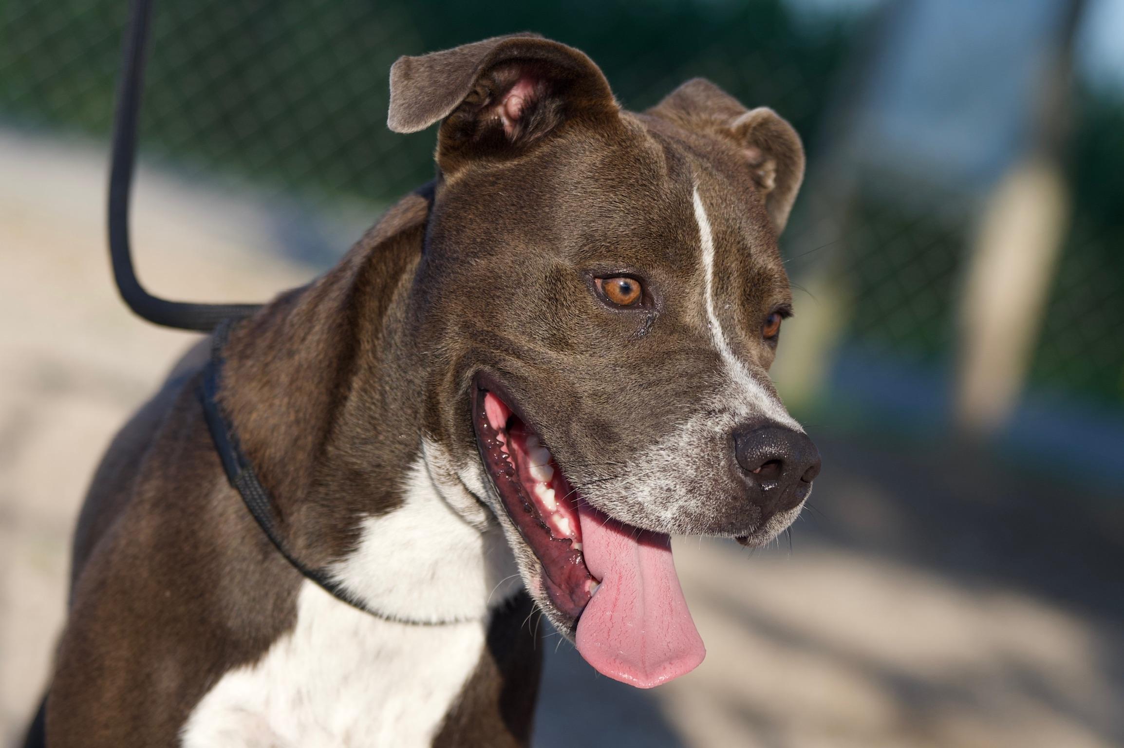 Enlarge Humbug, a Adoptable mixed breed in Hiawatha, KS image 5/5