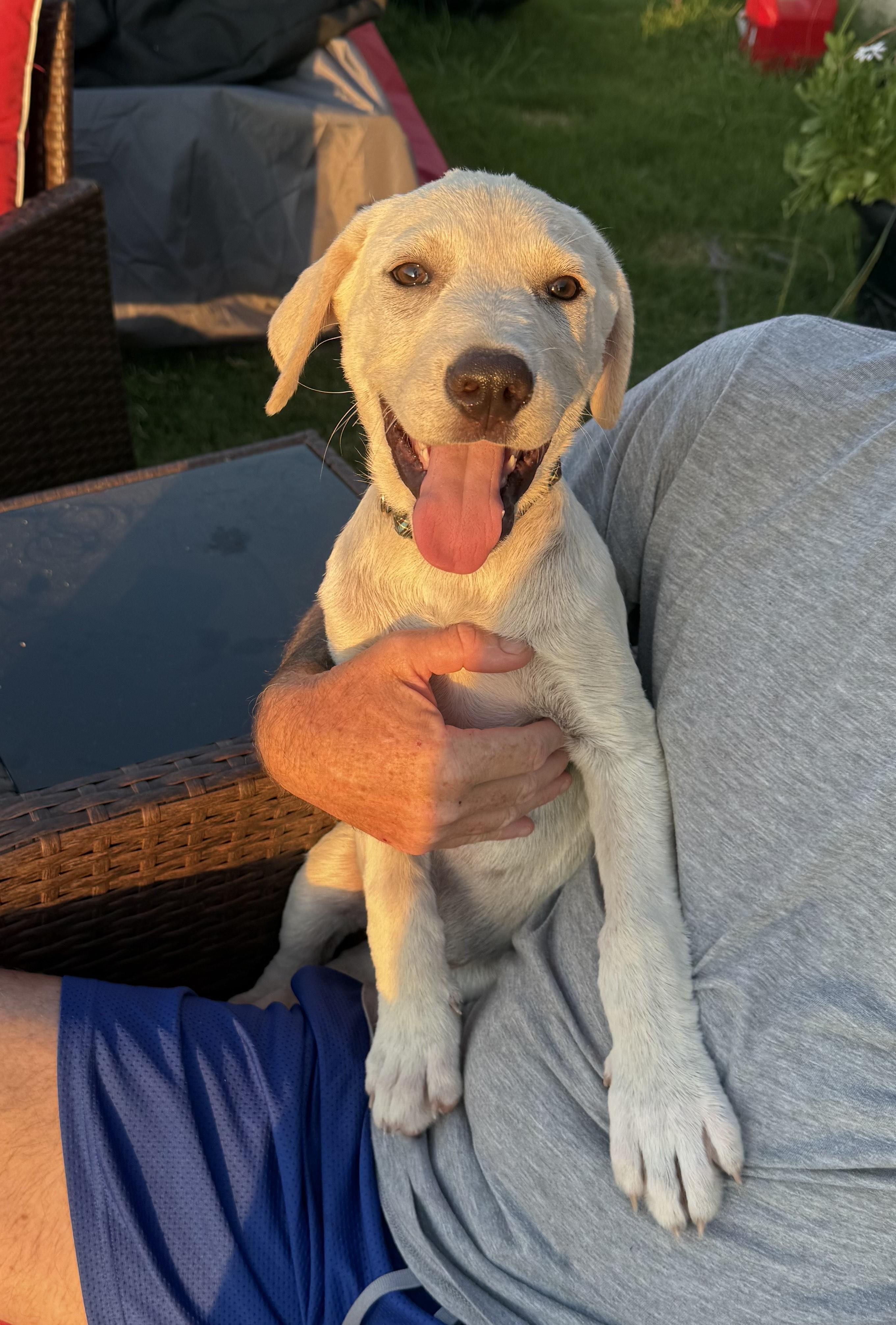 Bubsy, Baby Male Yellow Labrador Retriever