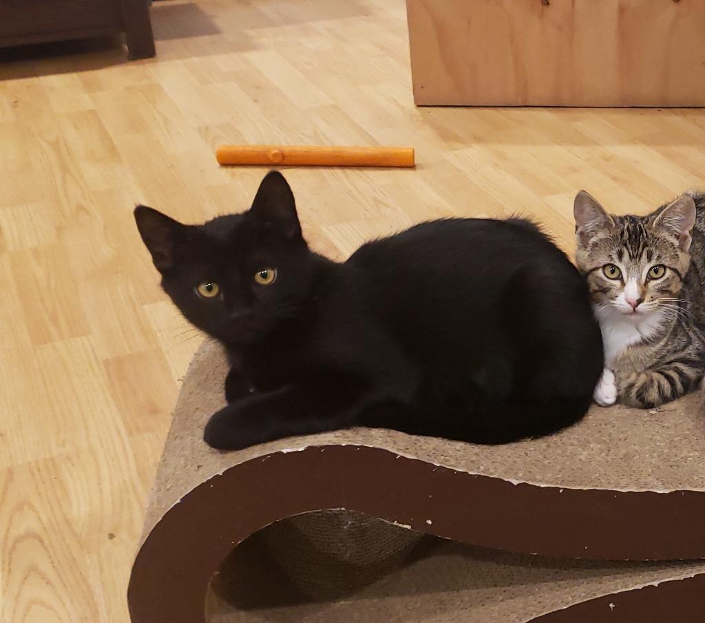 Enlarge Kaito now Finch, a Adoptable mixed breed in Palmer, AK image 1/6