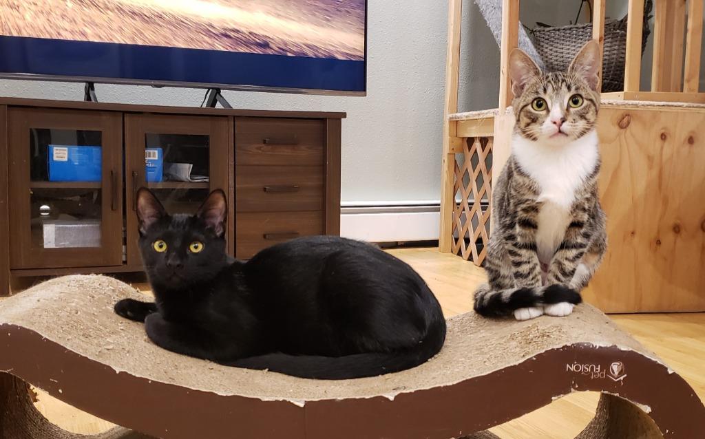 Enlarge Kaito now Finch, a Adoptable mixed breed in Palmer, AK image 5/6