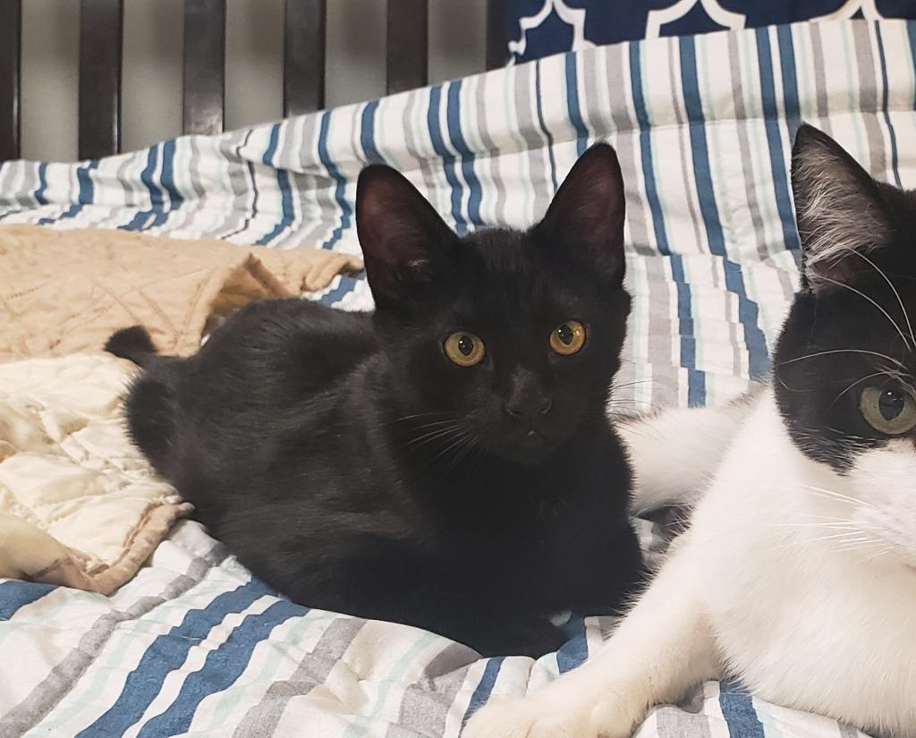 Enlarge Kaito now Finch, a Adoptable mixed breed in Palmer, AK image 6/6