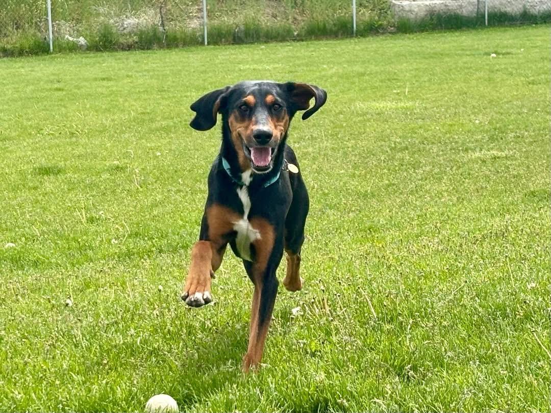Enlarge Scout, a Adoptable Black and Tan Coonhound in Prineville, OR image 5/5