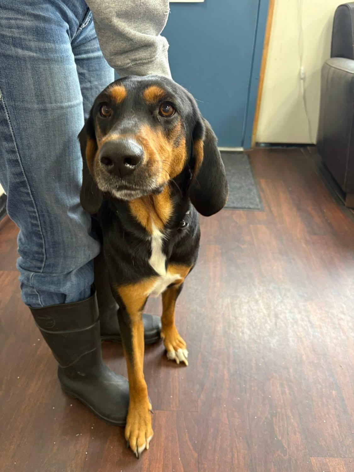 Scout, an adoptable Black and Tan Coonhound in Prineville, OR image 4/4