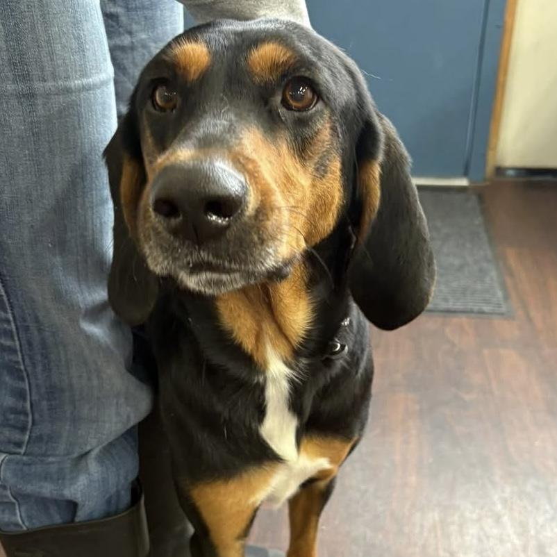 Scout, an adoptable Black and Tan Coonhound in Prineville, OR image 1/4