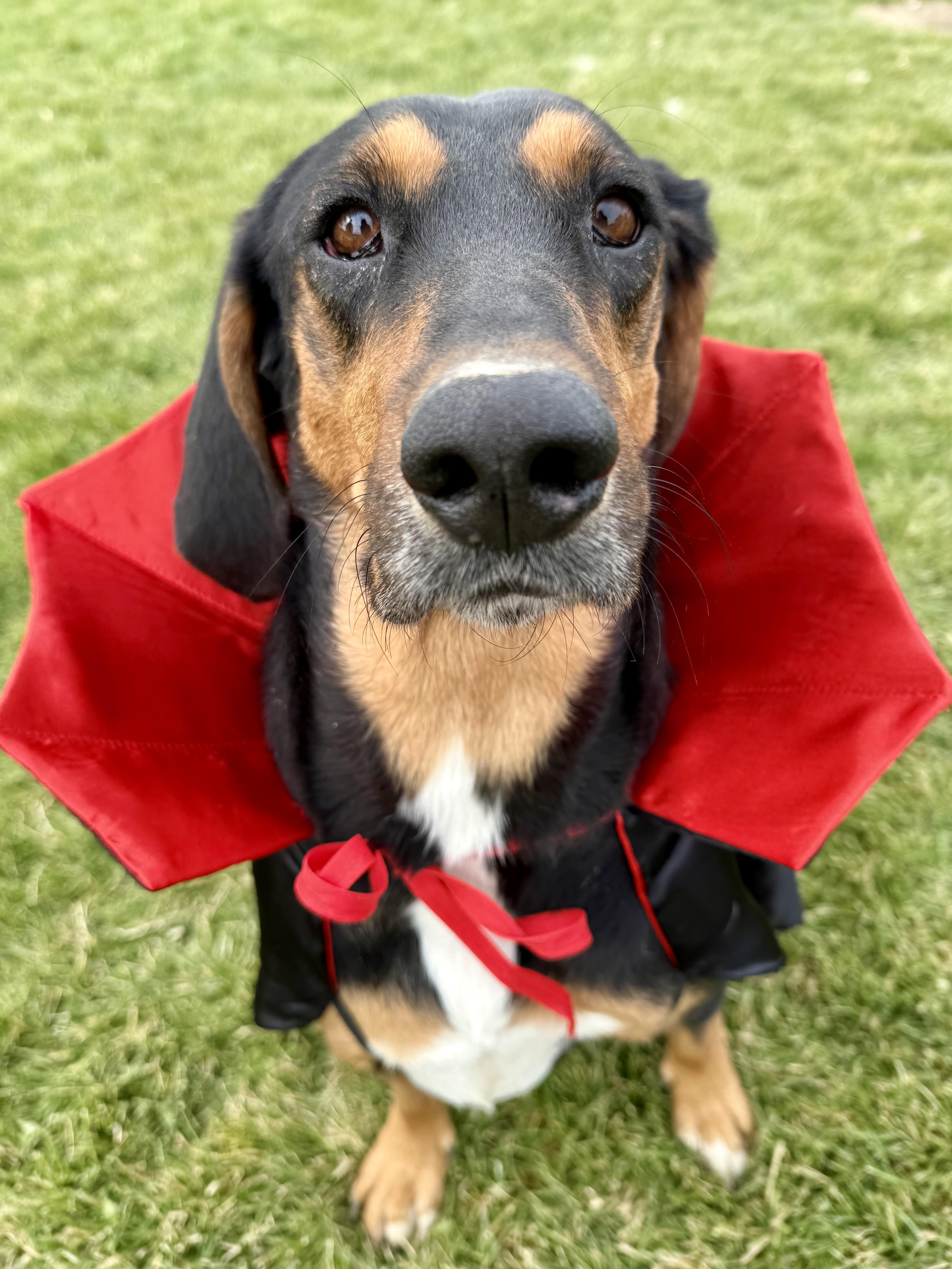 Scout, Adoptable, Young Male Black and Tan Coonhound.