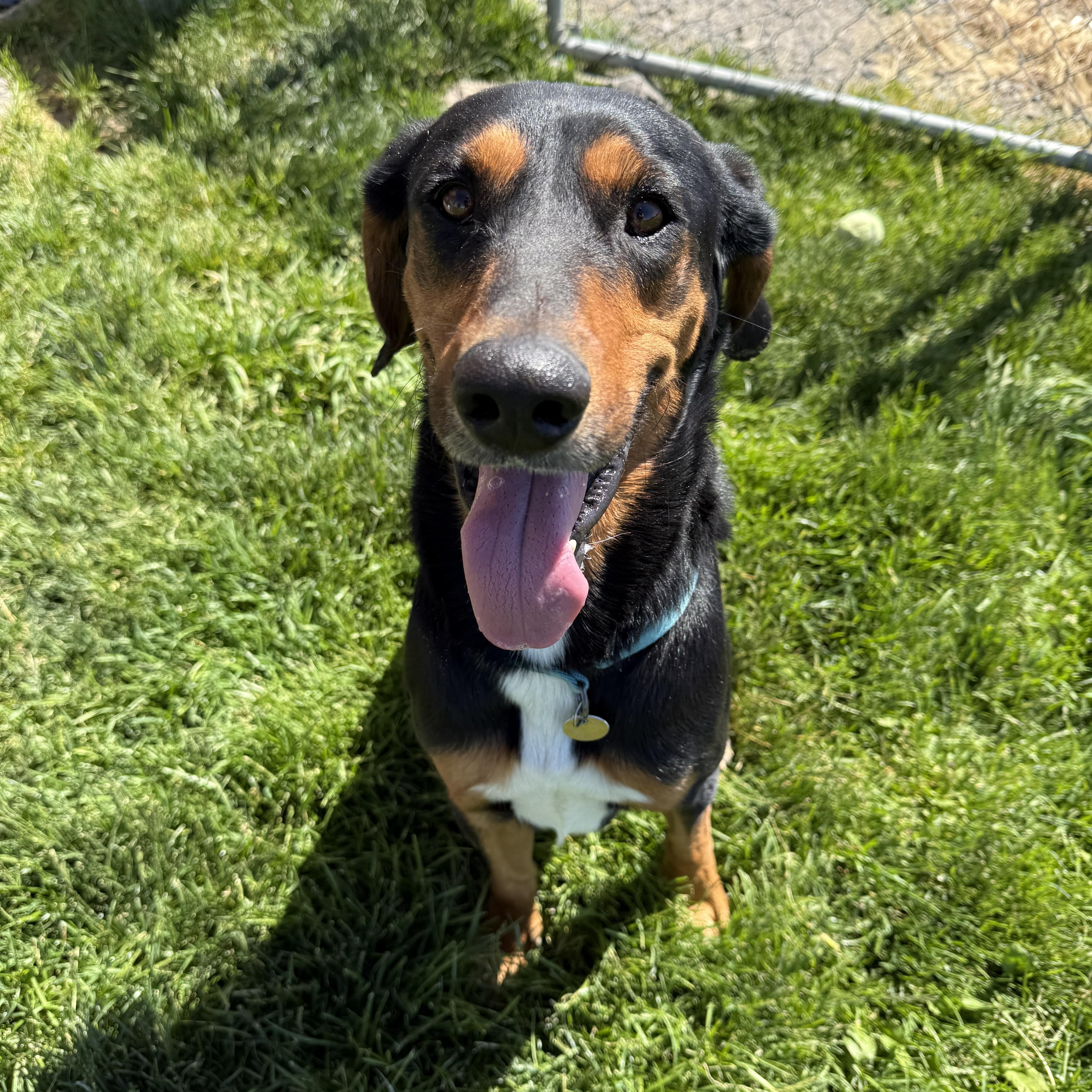 Enlarge Scout, a Adoptable Black and Tan Coonhound in Prineville, OR image 2/5