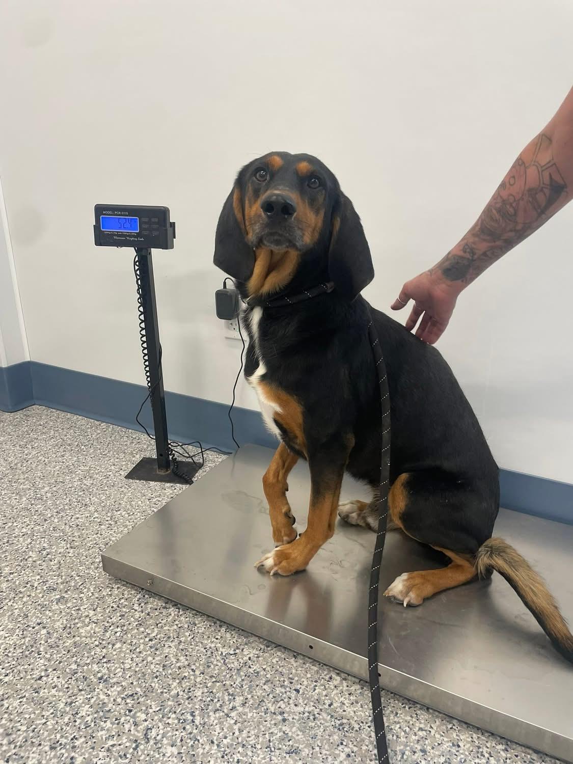 Scout, an adoptable Black and Tan Coonhound in Prineville, OR image 2/4