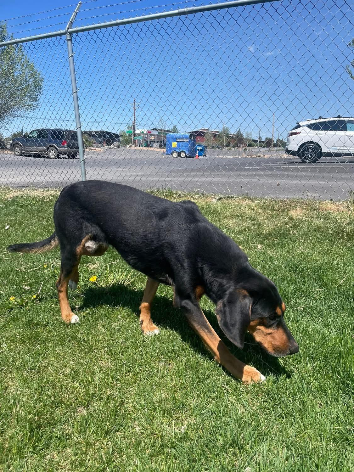 Scout, an adoptable Black and Tan Coonhound in Prineville, OR image 3/4